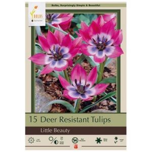 Tulip Batalinii - Little Beauty - 15 Bulb Pack