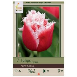 Tulip Fringed - New Santa - 7 Bulb Pack