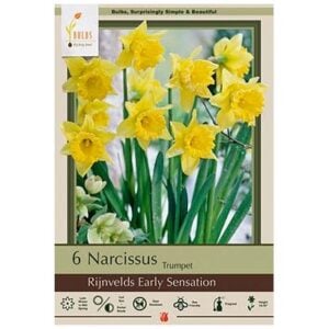 Narcissus Trumpet - Rijnveld's Early Sensation - 7 Bulb Pack