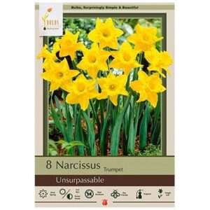 Narcissus Trumpet - Unsurpassable - 7 Bulb Pack