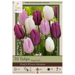 Tulip Single Early - Dutch Prince Mix - 7 Bulb Pack