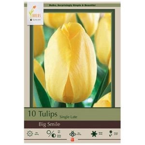 Tulip Single Late - Big Smile - 7 Bulb Pack