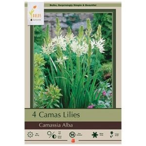 Camassia Leichtlini - Alba - 4 Bulb Pack