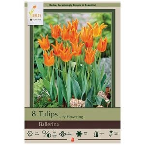 Tulip Lily Flowering - Ballerina - 7 Bulb Pack