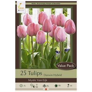 Tulip Darwin Hybrid - Mystic Van Eijk - 16 Bulb Pack