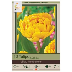 Tulip Double Late - Yellow Pomponette - 7 Bulb Pack