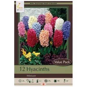 Hyacinth Orientalis Mix - 12 Pack
