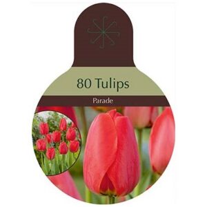 Tulip Darwin Hybrid - Parade - 50 Bulb Pack