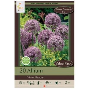 Allium Stipitatum - Violet Beauty - 20 Bulb Pack