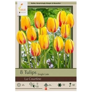 Tulip Single Late - La Courtine - 7 Bulb Pack