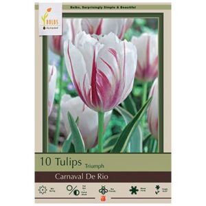 Tulip Triumph - Carnaval De Rio - 7 Bulb Pack