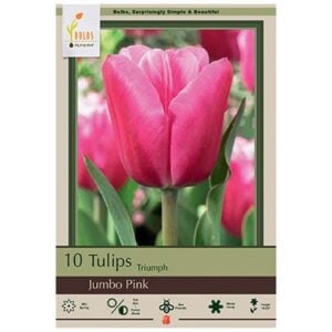 Tulip Triumph - Jumbo Pink - 7 Bulb Pack
