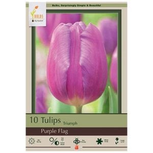 Tulip Triumph - Purple Flag - 7 Bulb Pack