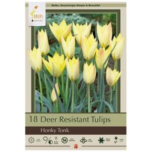 Tulip Batalinii - Honky Tonk - 15 Bulb Pack