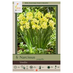 Narcissus Jonquilla - Verdin - 7 Bulb Pack
