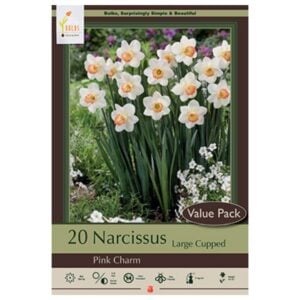 Narcissus Large Cupped - Pink Charm - 16 Bulb Pack