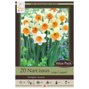 Narcissus Large Cupped - Sempre Avanti - 16 Bulb Pack