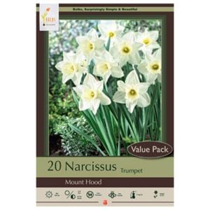 Narcissus Trumpet - Mount Hood - 16 Bulb Pack