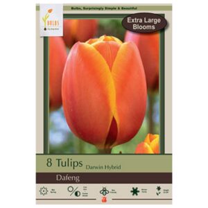Tulip Darwin Hybrid - Dafeng - 7 Bulb Pack