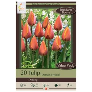 Tulip Darwin Hybrid - Dafeng - 16 Bulb Pack