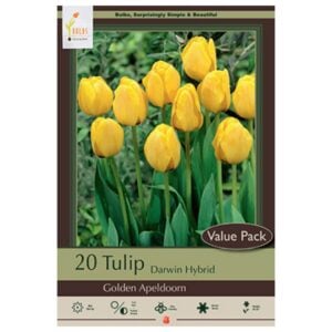 Tulip Darwin Hybrid - Golden Apeldoorn - 16 Bulb Pack