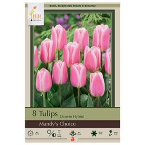 Tulip Darwin Hybrid - Mandy's Choice - 7 Bulb Pack