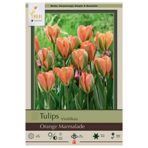 Tulip Viridiflora - Orange Marmalade - 7 Bulb Pack