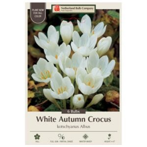 White Autumn Crocus - Crocus Kotschyanus 'Albus' - 10 Bulb Pack