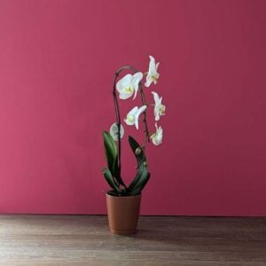 Orchid - Swan - White - 5" Fall Ceramic Pot
