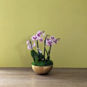 Orchid - Phalaenopsis - Assorted - 8" Gold Metal Bowl