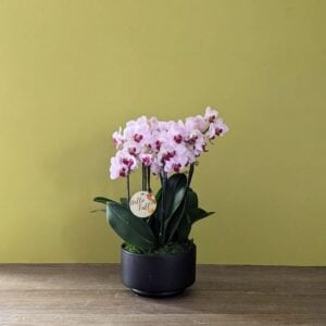 Orchid - Phalaenopsis - Assorted - 8" Ceramic Bowl