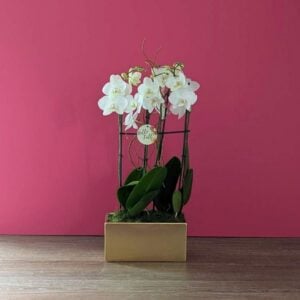 Orchid Garden - White - 10" Gold Ceramic Pot