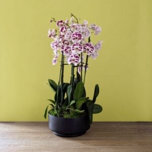 Orchid - Phalaenopsis - Assorted - 11" Ceramic Pot