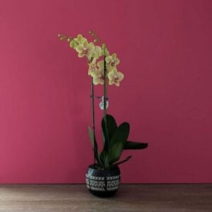 Orchid - Phalaenopsis - Assorted - 5" Tribal Pot