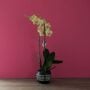 Orchid - Phalaenopsis - Assorted - 5" Tribal Pot