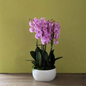 Orchid Garden - Assorted - 11" Ceramic Boston Pot