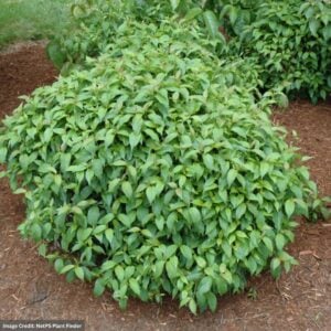 Dogwood – Kelsey – #3 Container