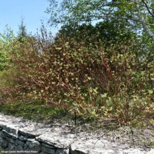 Dogwood – Baileys Red Twig – #3 Container