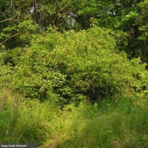 Dogwood – Silky – #3 Container