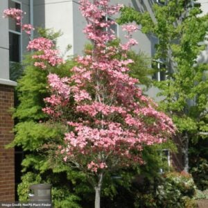 Dogwood – Cherokee Brave – #3 Container