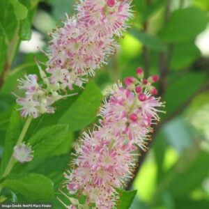 Summersweet – Ruby Spice – #3 Container
