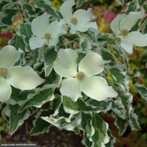 Dogwood – Kousa Wolf Eyes – #3 Container