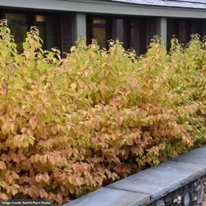 Dogwood – Midwinter Fire – #3 Container