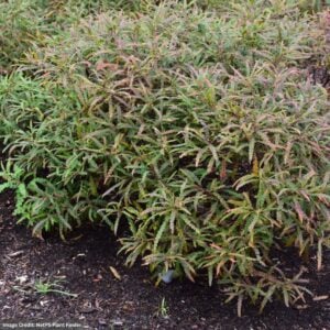Sweetfern – #1 Container