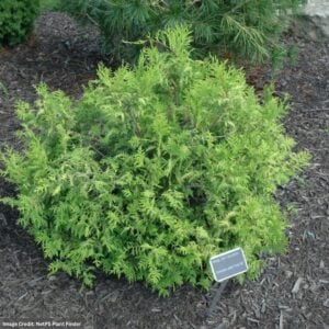 Falsecypress – Vintage Gold – #3 Container