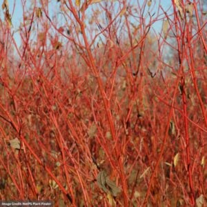 Dogwood – Cardinal – #3 Container