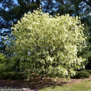 Fringe Tree – #3 Container