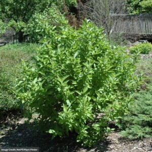 Dogwood – Arctic Fire Red Twig – #3 Container