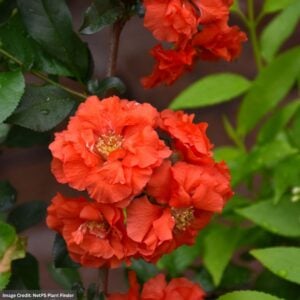 Quince (Orange Storm) – Flowering Double Take® Orange – #2 Container