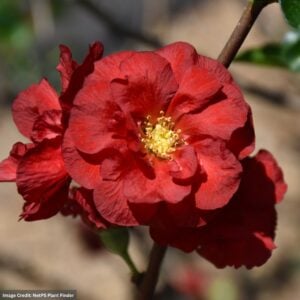Quince – Flowering Double Take® Scarlet – #2 Container